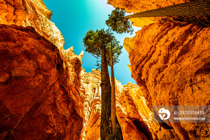 Huge Pine trees in Wall Street, Bryce Canyon National Park, Utah, USA,  under blue sky