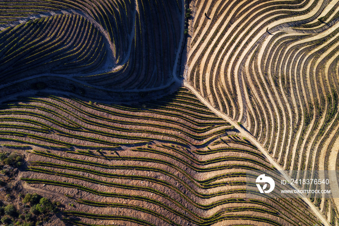 Aerial view of the vineyards in the hills of the douro valley; Concept for travel in Portugal and in