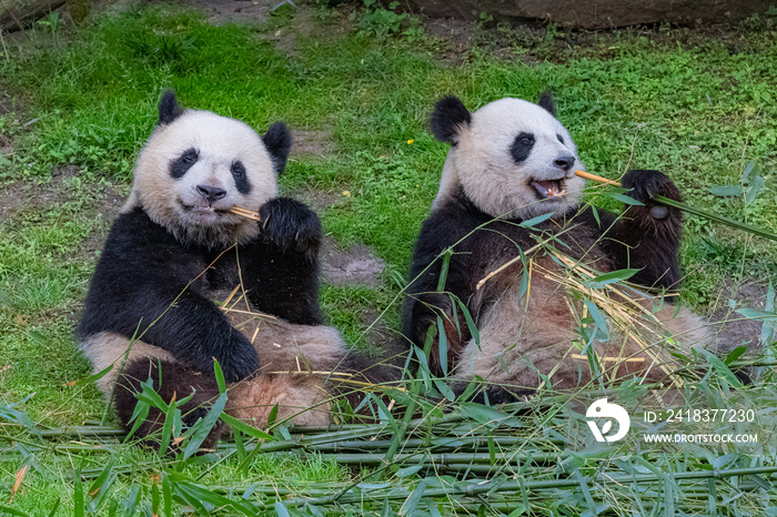 Giant pandas, bear pandas, the mother and her son eating bamboo