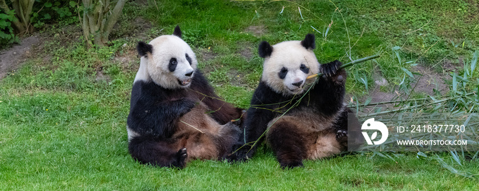 Giant pandas, bear pandas, mother and son together, eating bamboo