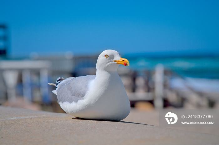 Möwe sitz auf ein Mauer, Strandpromenade Kühlungsborn