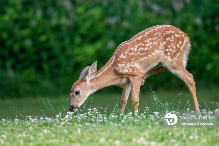 Whitetailed deer fawn in an open meadow i nth esummer