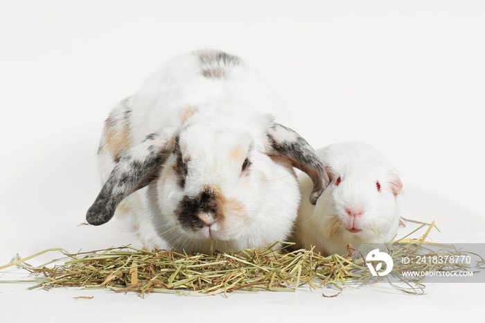 兔子和豚鼠在白色、老鼠和朋友身上吃timothy干草。