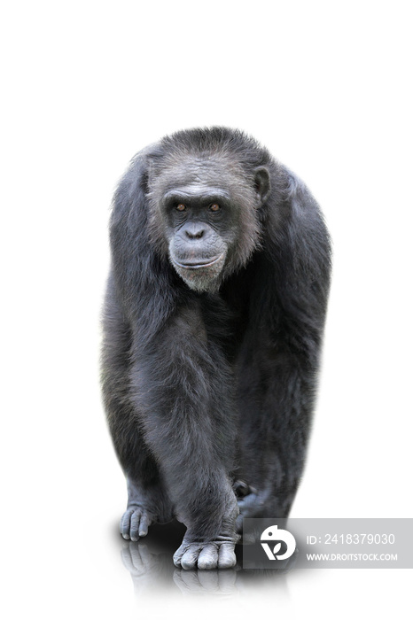 一只大猩猩在所有四只大猩猩身上行走，与世隔绝