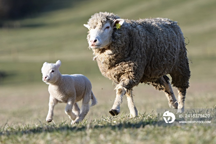 sheep with lamb on farm