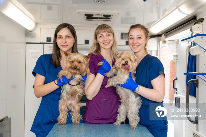 Young women professional pet doctors posing with yorkshire terriers inside pet ambulance. Animals he