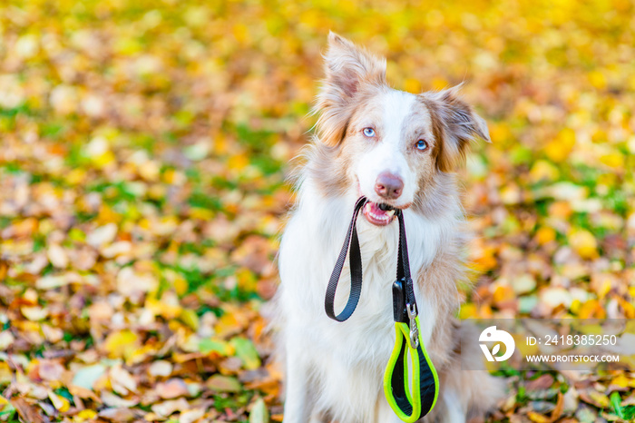 Border collie dog holds leash in it mouth and ready for a walk in autumn park