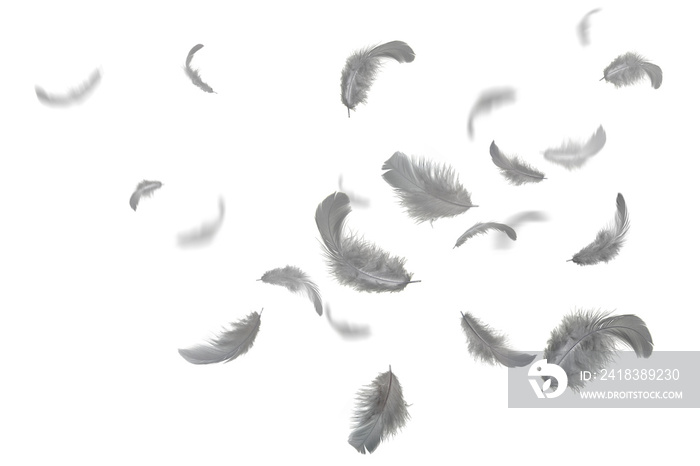 灰色羽毛漂浮在空中，白色背景