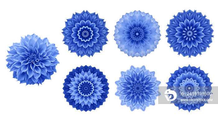 蓝色大丽花，6种花型设计元素（曼陀罗万花筒效果），抽象曼陀罗