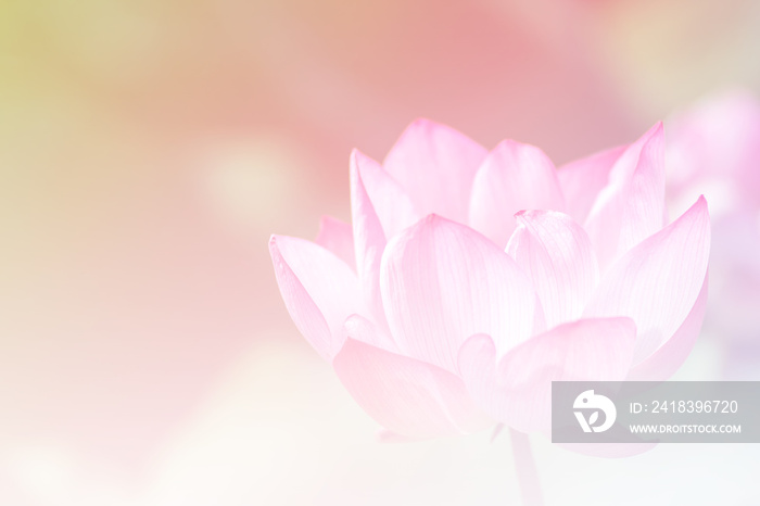 粉色莲花背景图像选择焦点
