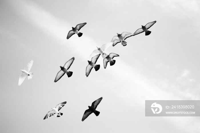 Black and white photo of pigeons soaring in the sky