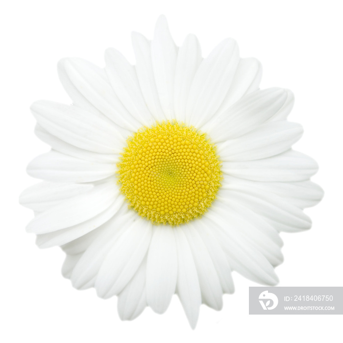 margueritte