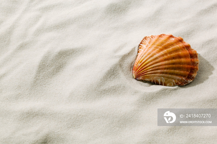 Muschel liegt im Sand am Strand