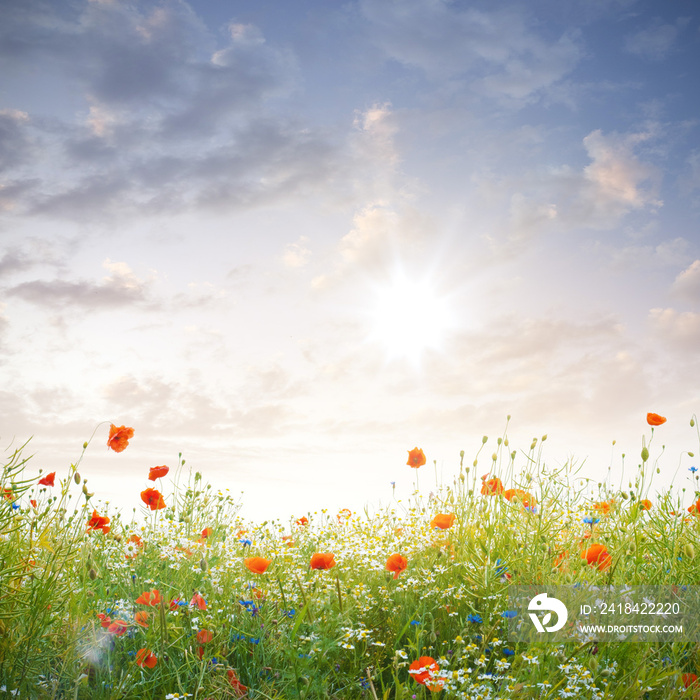 Wildblumen im Sonnenschein