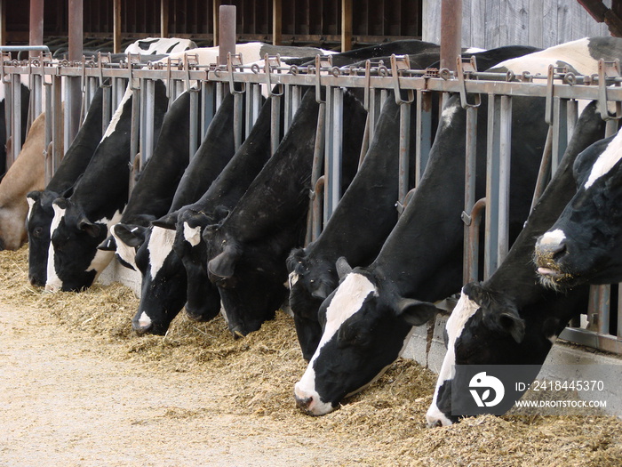 Feeding Time at Dairy Farm