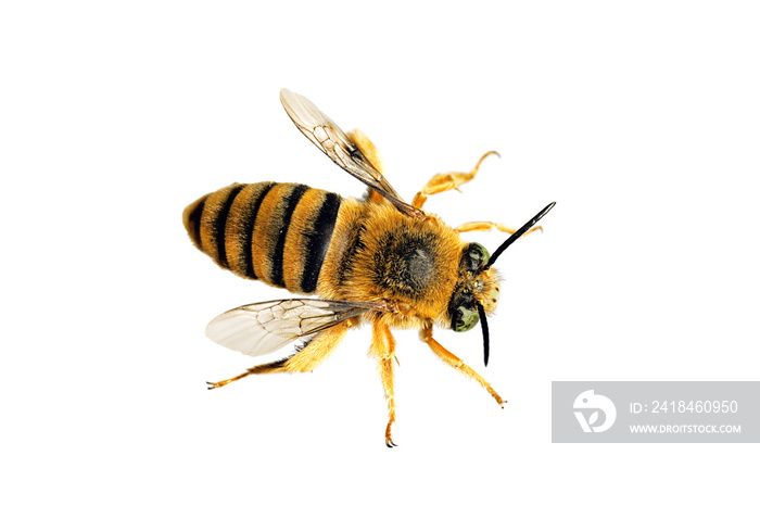 Teddy Bear Bee, Amegilla asaropoda, wingspan 21mm