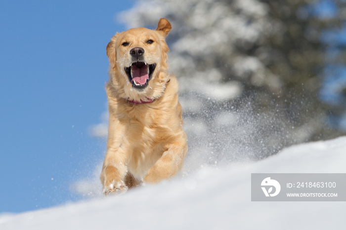 Golden Retriever im Schnee