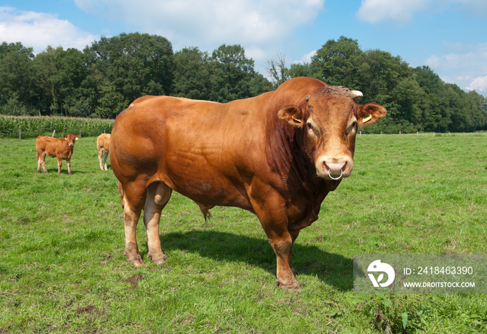 limousine bull