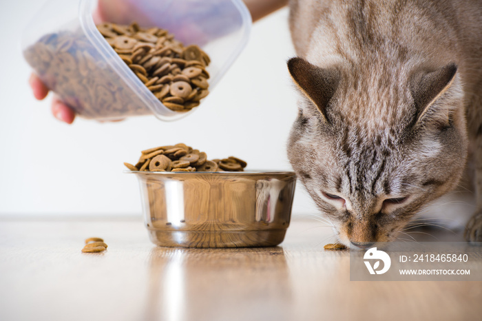 妇女喂饥饿的宠物猫