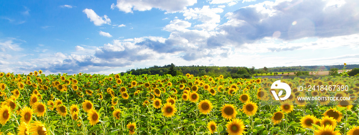 Sonnenblumenfeld - Panorama