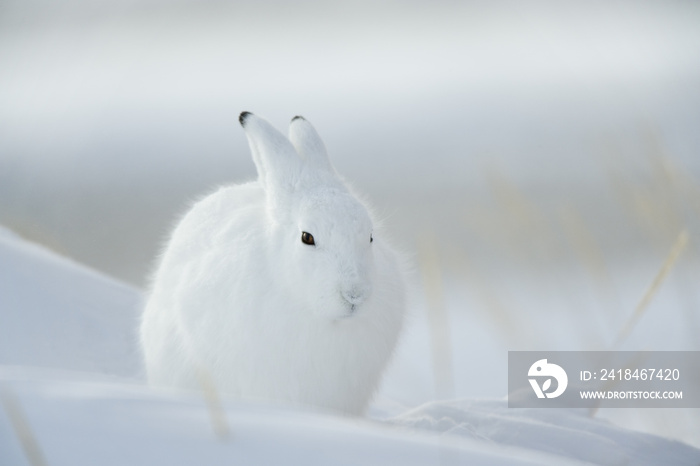 Schneehase tarnt sich im Schnee