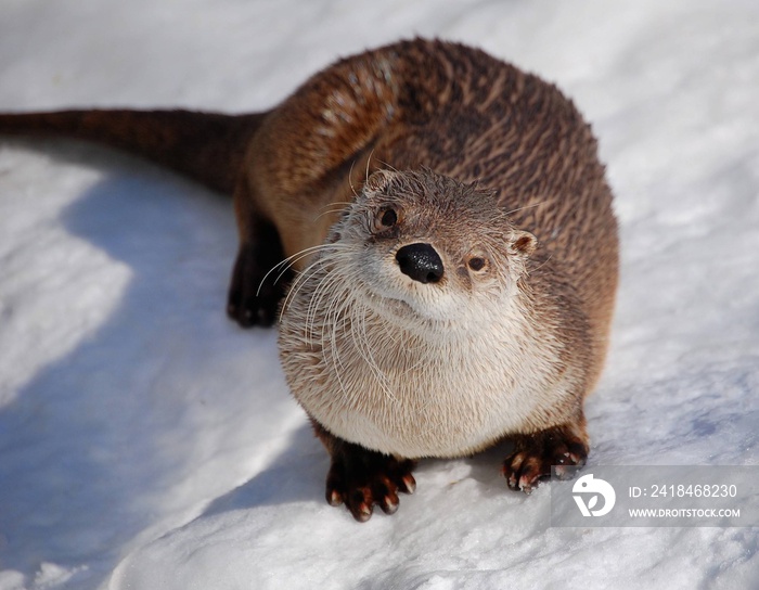 Loutre