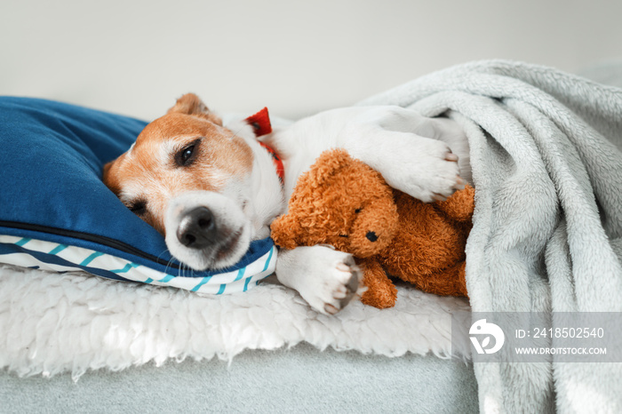 Sleeping jack russel terrier puppy dog with teddy bear toy