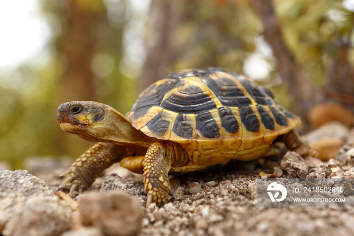 Tortue hermann se déplaçant dans son milieu naturel