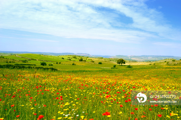 Panorama con prato fiorito - papaveri e margherite gialle