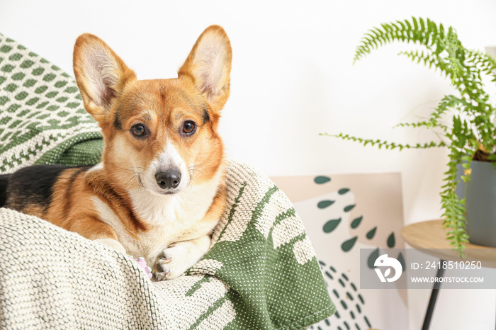 Cute dog lying on armchair at home