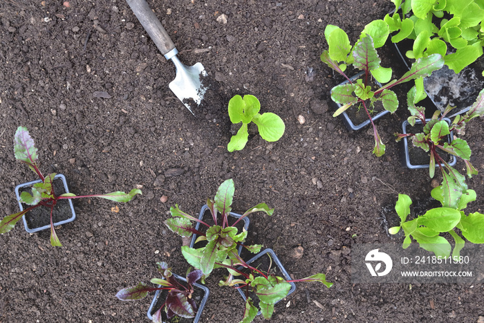盆栽生菜和甜菜的幼苗放在花园的土壤上种植