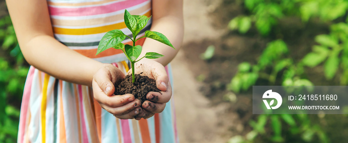 A child with seedlings in his hands in the garden. Selective focus.