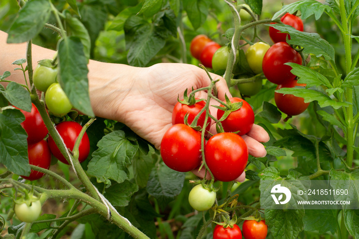 Ripe red tomatoes growing on bush in the garden.