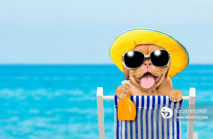 快乐的小狗拿着一瓶防晒霜在海滩的躺椅上休息。暑假概念