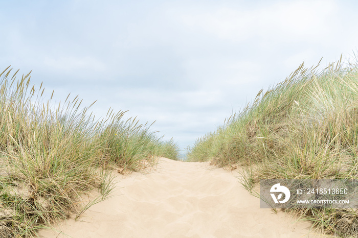 Dune with beach grass on Sylt island.