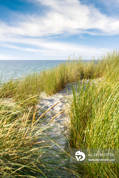 前景中有沙滩草的沙丘。波罗的海德国。波登国家公园