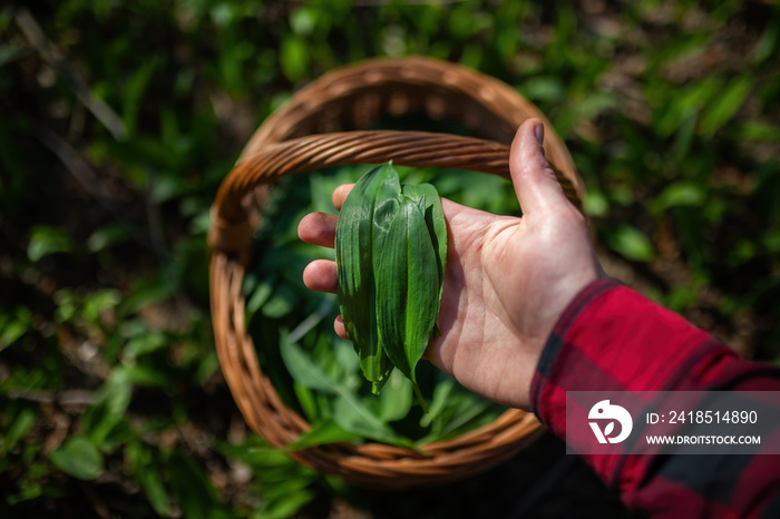 Human hand with red sleeves holding plucked leaves of buckram in spring nature. Bear garlic harvest 