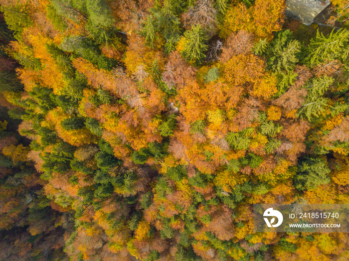 Aerial view of remote and wild river Sense in Switzerland. Beautiful fall colors in the forest. Conc