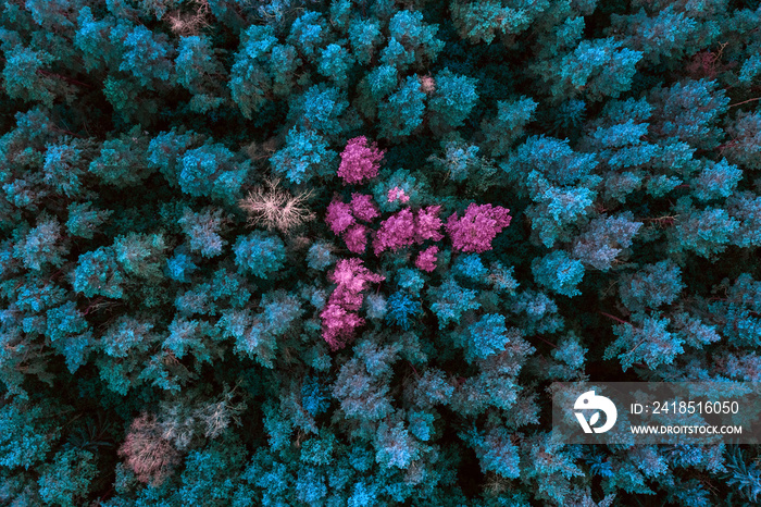 Aerial view of the surreal color forest