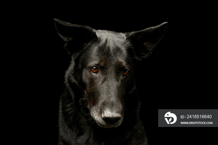 Portrait of an adorable mixed breed dog