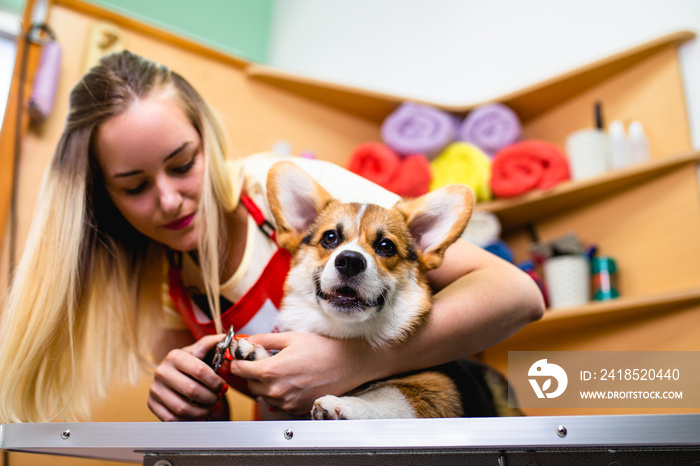 彭布罗克威尔士柯基犬在美容沙龙。