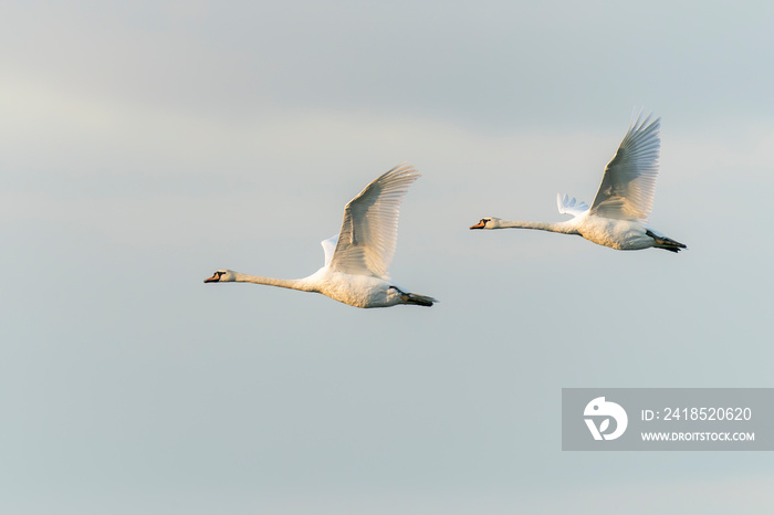 Two Mute Swan (Cygnus olor) in flight . White swan picture. Gelderland in the Netherlands.