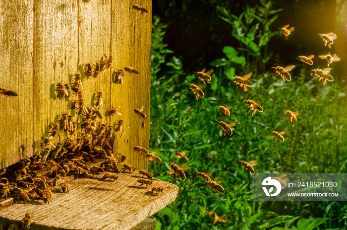 honey bees entering their beehive in summertime