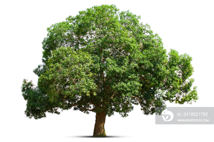 mango tree isolate on white background