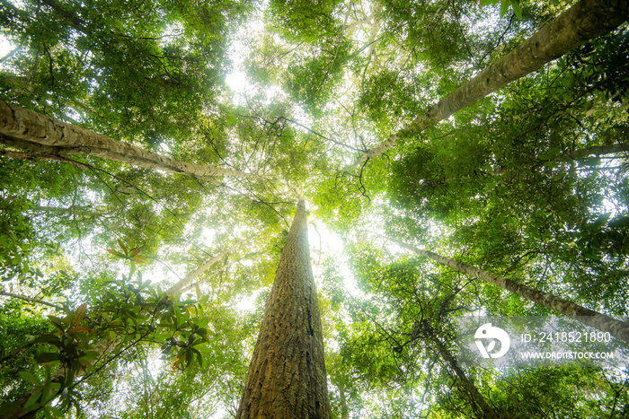 Green jungle tree with green leaves and sun light and plant detail nature in the forest look under t