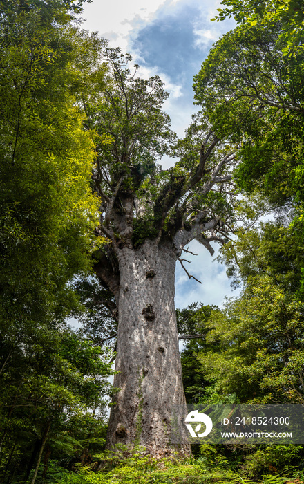 Tane Mahuta, the lord of the forest: the largest Kauri tree in Waipoua Kauri forest, New Zealand.