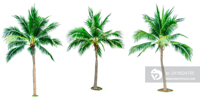 一套白色背景上隔离的椰子树，用于广告装饰建筑。总结