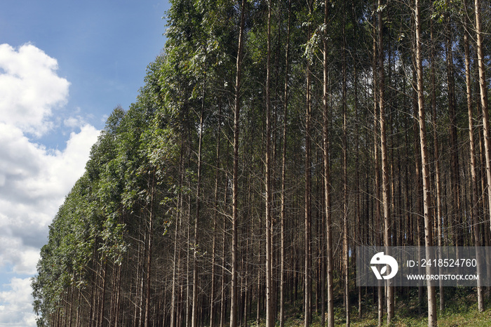 Eucalyptus plantation