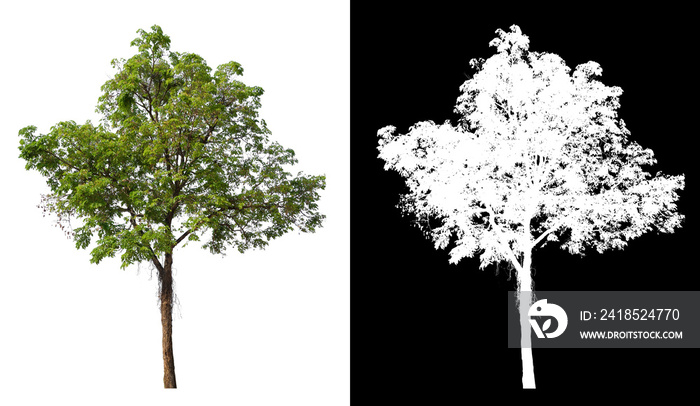 single tree with clipping path and alpha channel