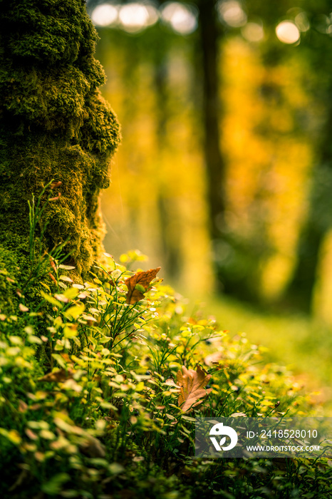 Dawn sunlight through a forest with moss and wild grass covering a tree